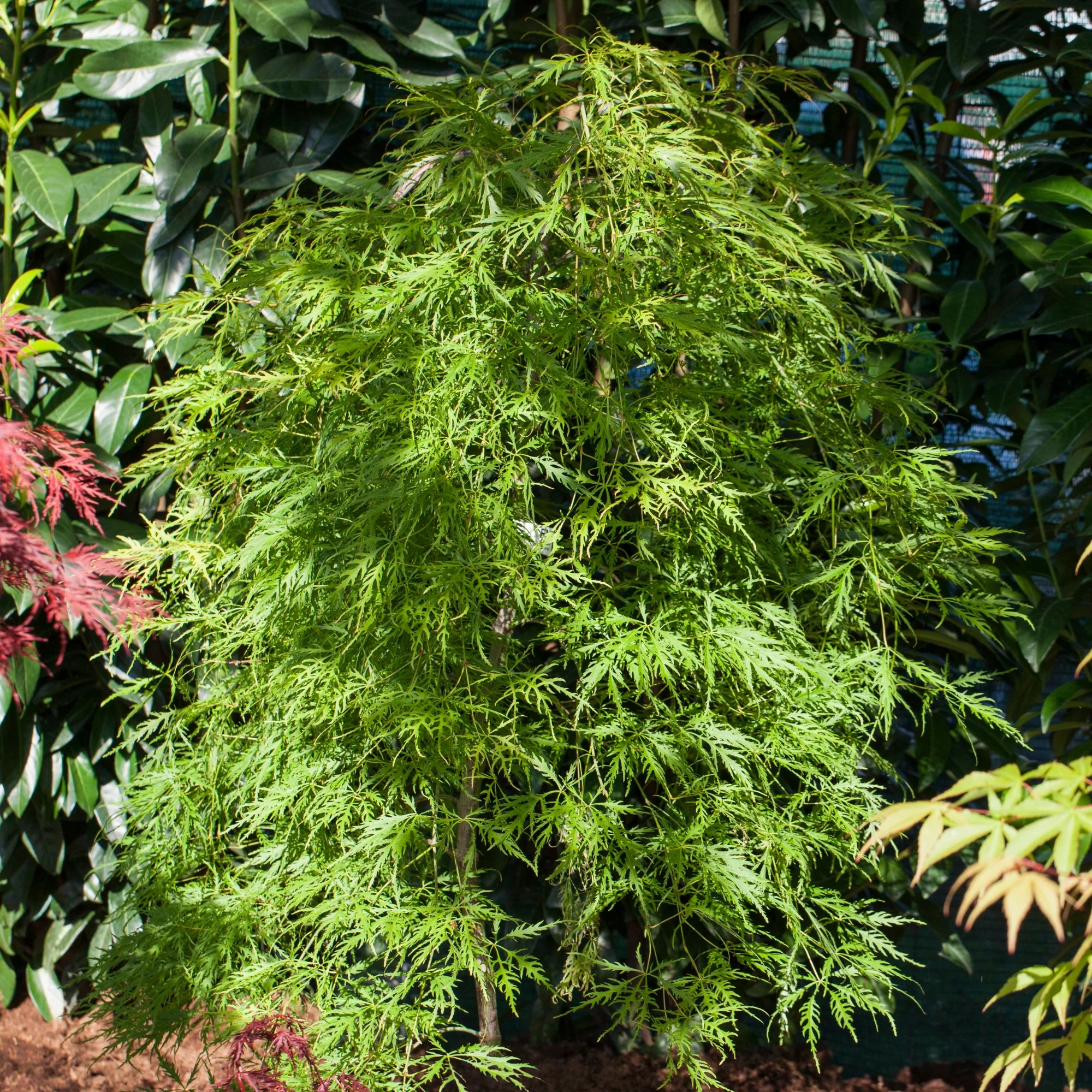 Schlitzahorn 'Dissectum Viridis' - Image 3