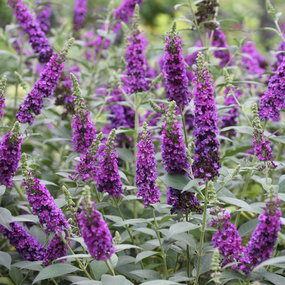 Schmetterlingsflieder 'Miss Violet'