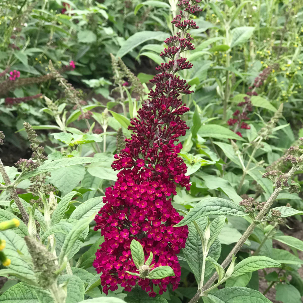 Schmetterlingsflieder 'Rêve de Papillon®'