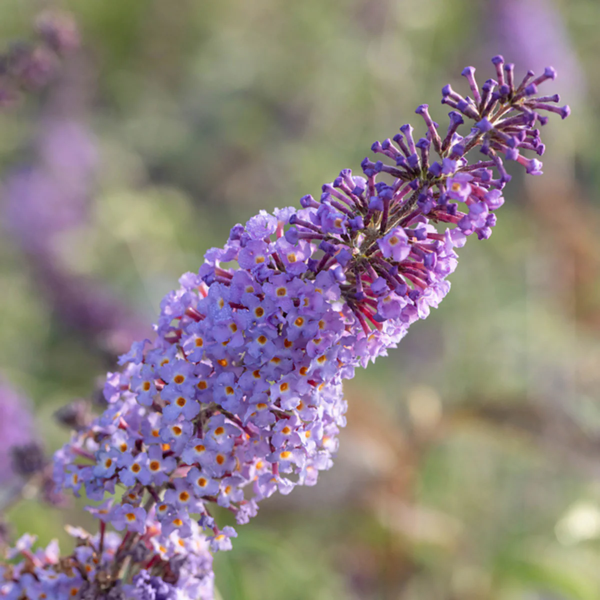 Schmetterlingsflieder 'Rêve de Papillon®' - Image 3