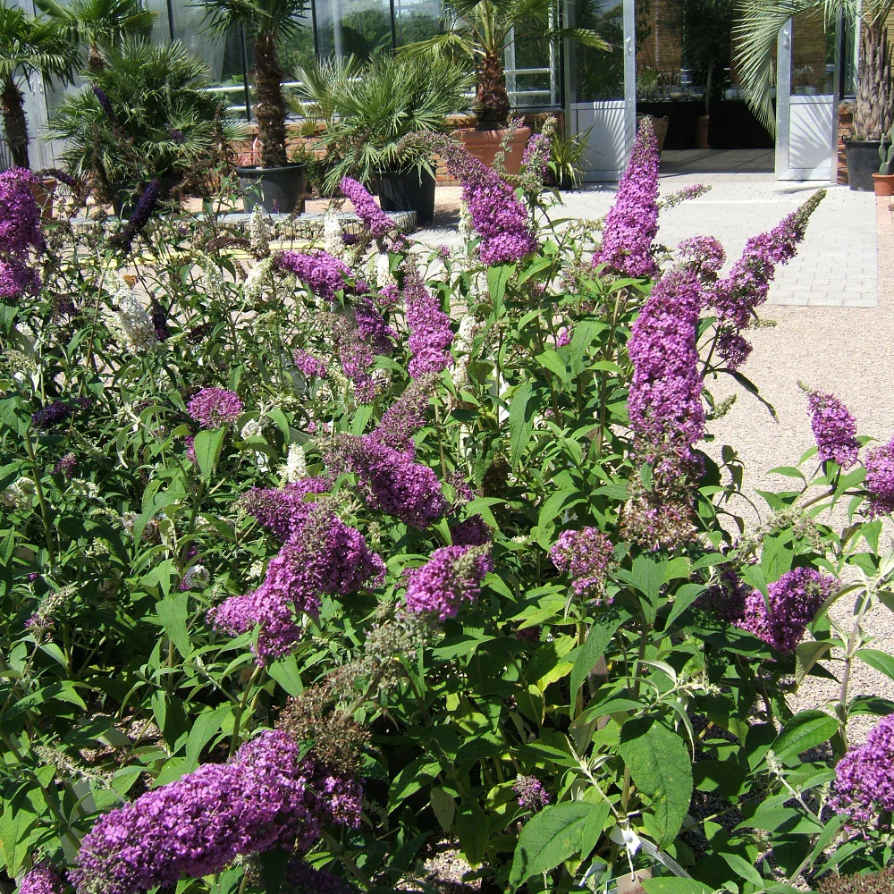 Schmetterlingsflieder 'Rêve de Papillon®' - Image 5