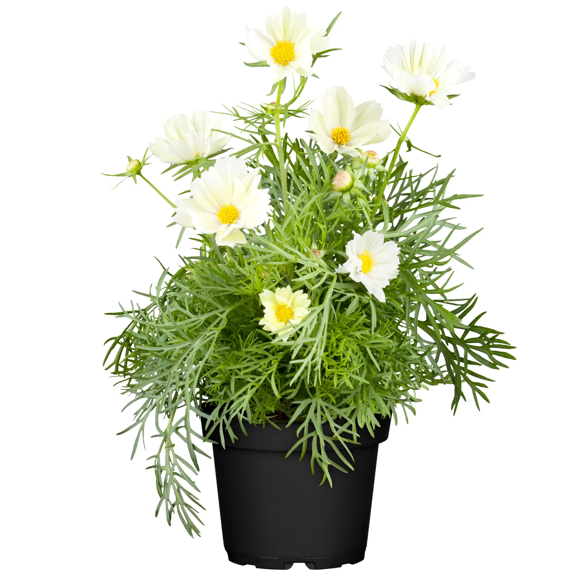 Schmuckkörbchen - Image 4