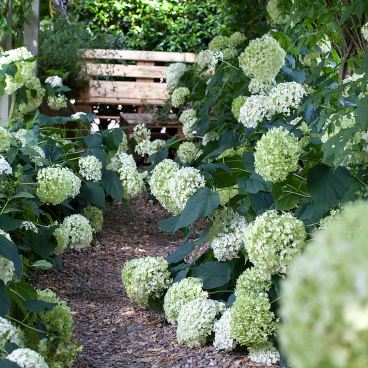 Schneeballhortensie 'Annabelle®' - Image 3