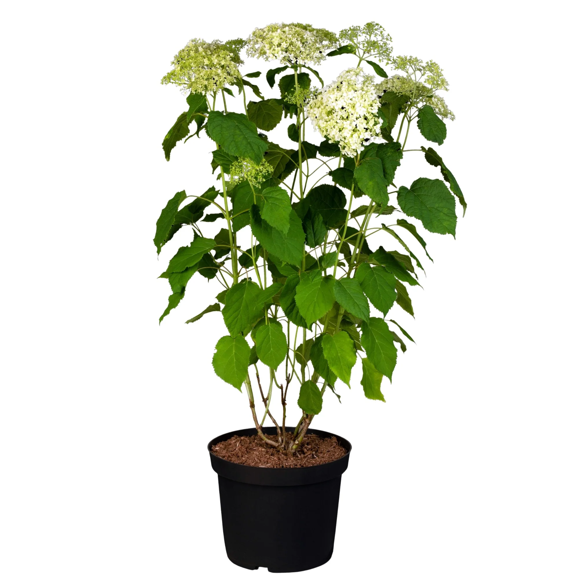 Schneeballhortensie 'Annabelle®' - Image 5