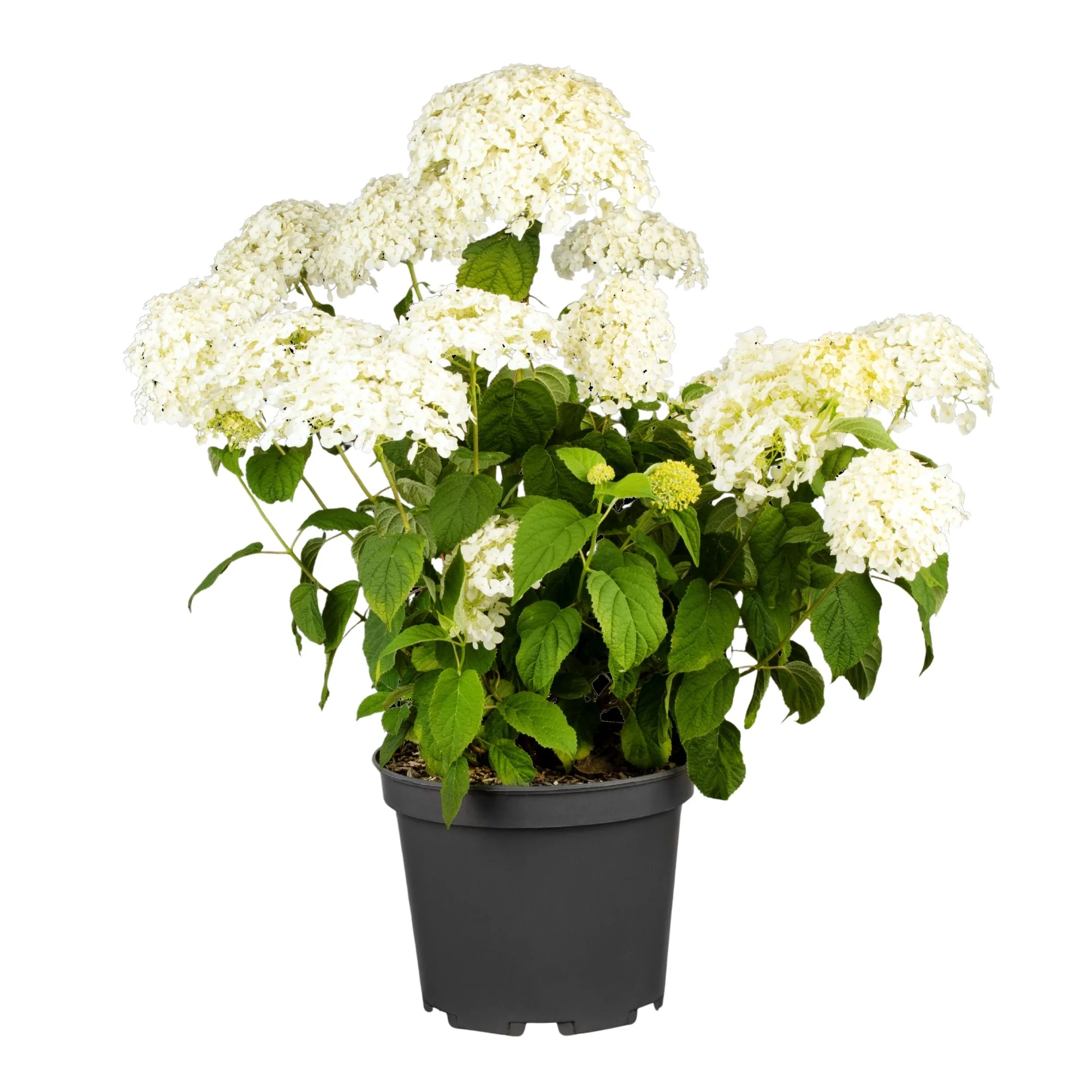 Schneeballhortensie 'Strong Annabelle®' - Image 3