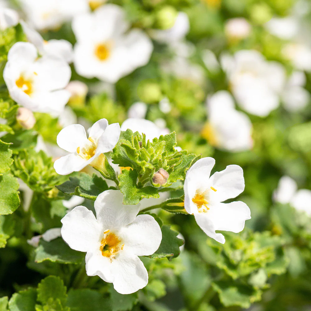 Schneeflockenblume
