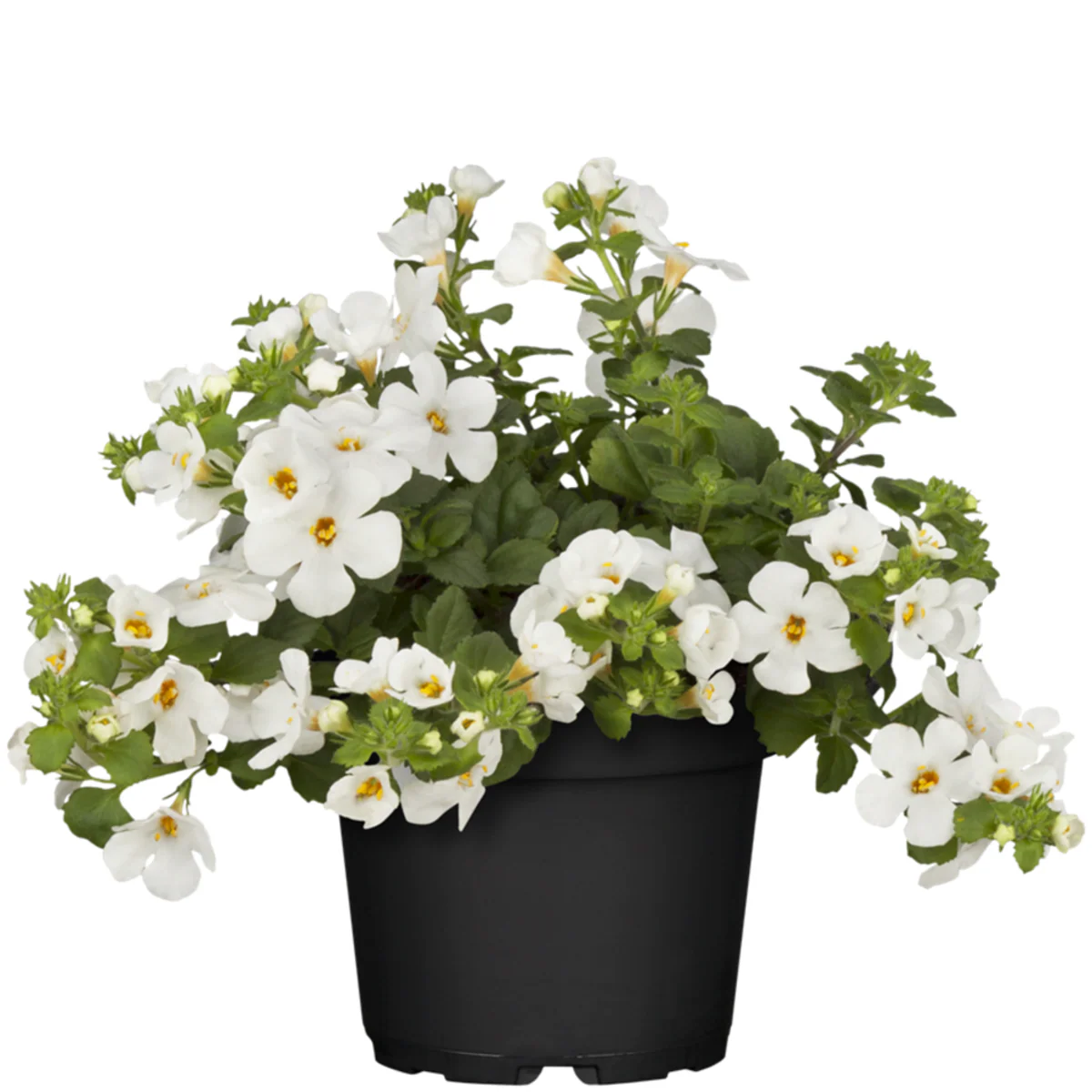 Schneeflockenblume - Image 2