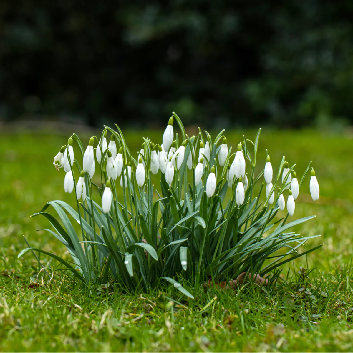 Schneeglöckchen - Image 2