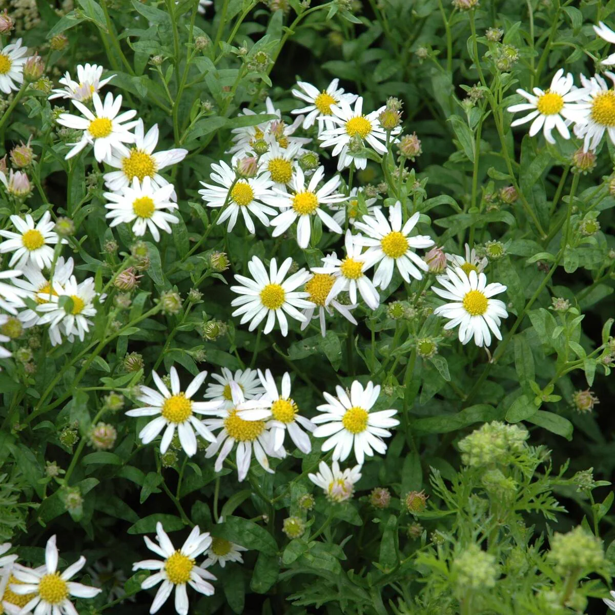 Schönaster 'Alba'