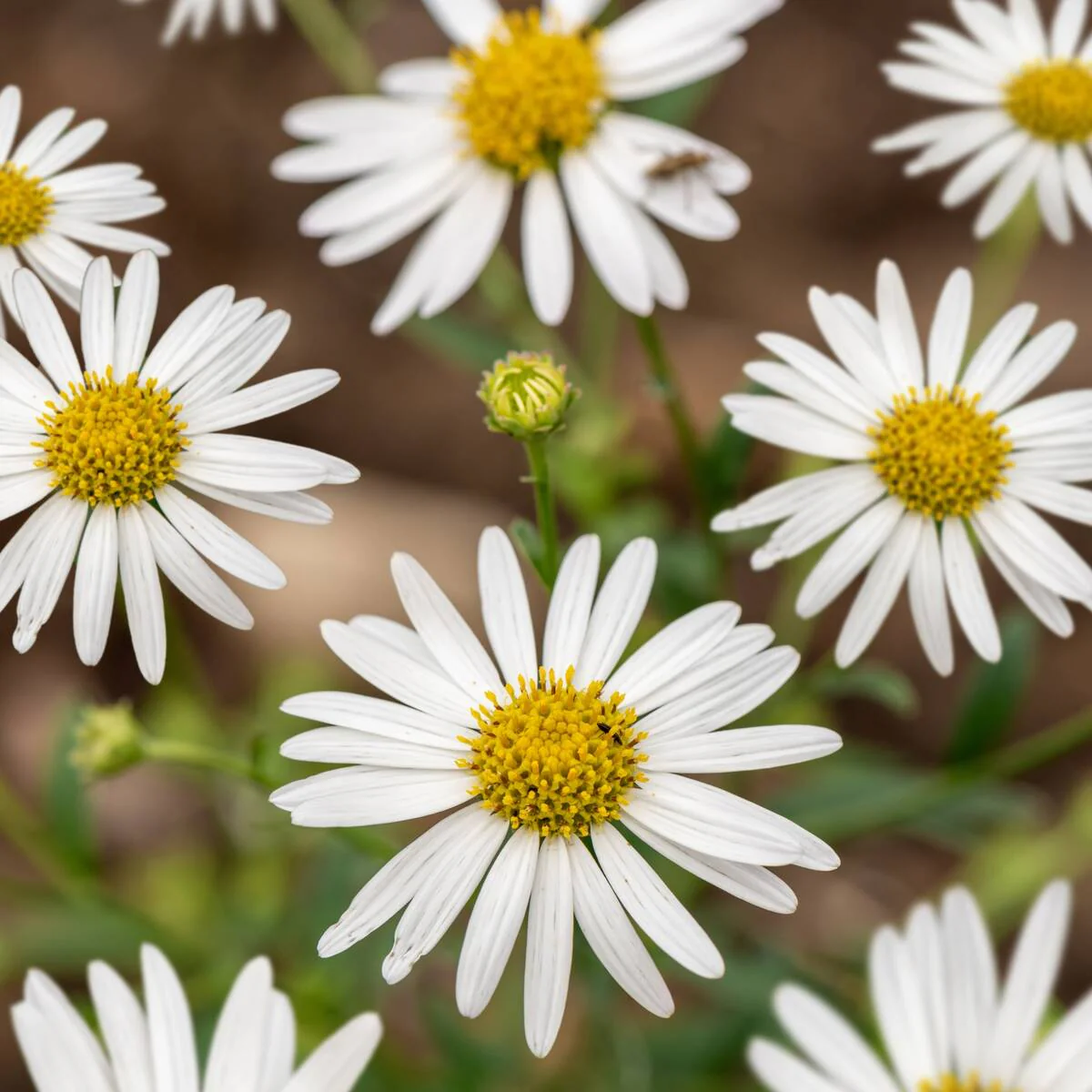 Schönaster 'Alba' - Image 2