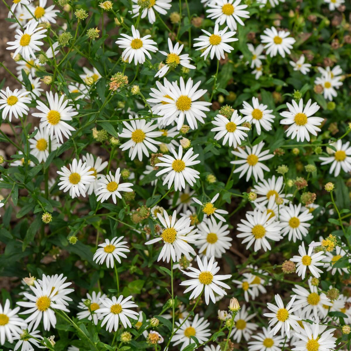 Schönaster 'Alba' - Image 3
