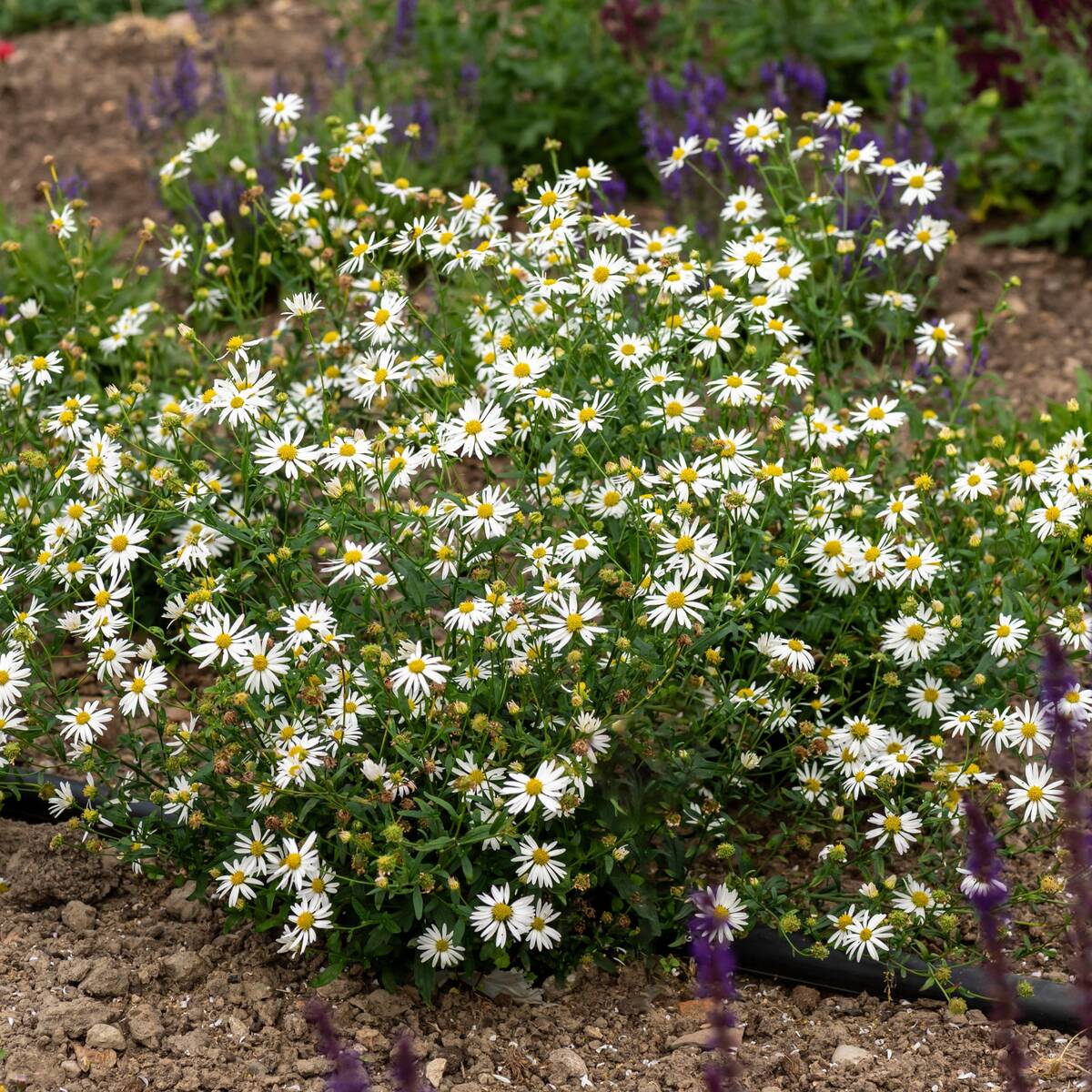 Schönaster 'Alba' - Image 4