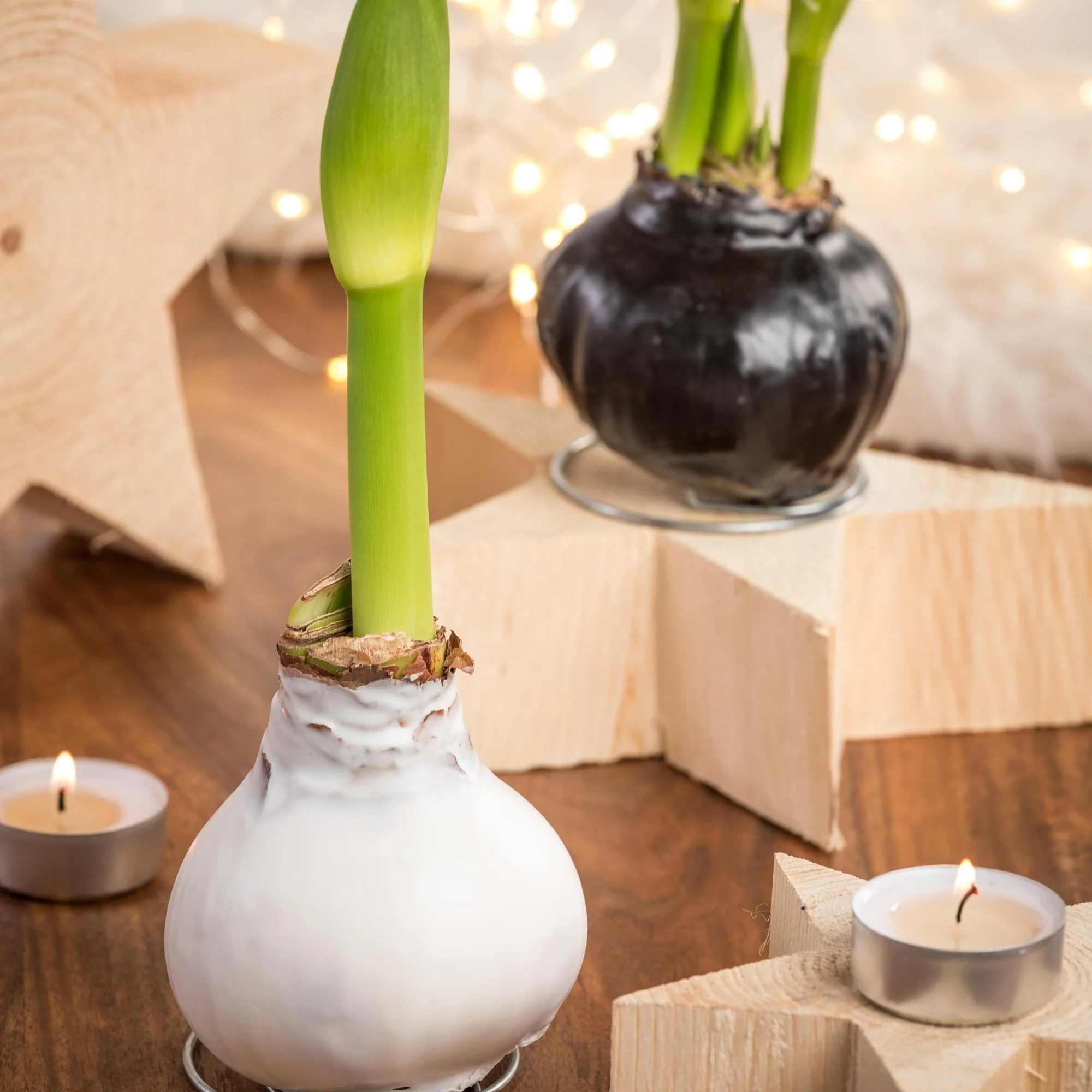 Schwarz-Weißer Amaryllis-Mix, 3 Zwiebeln