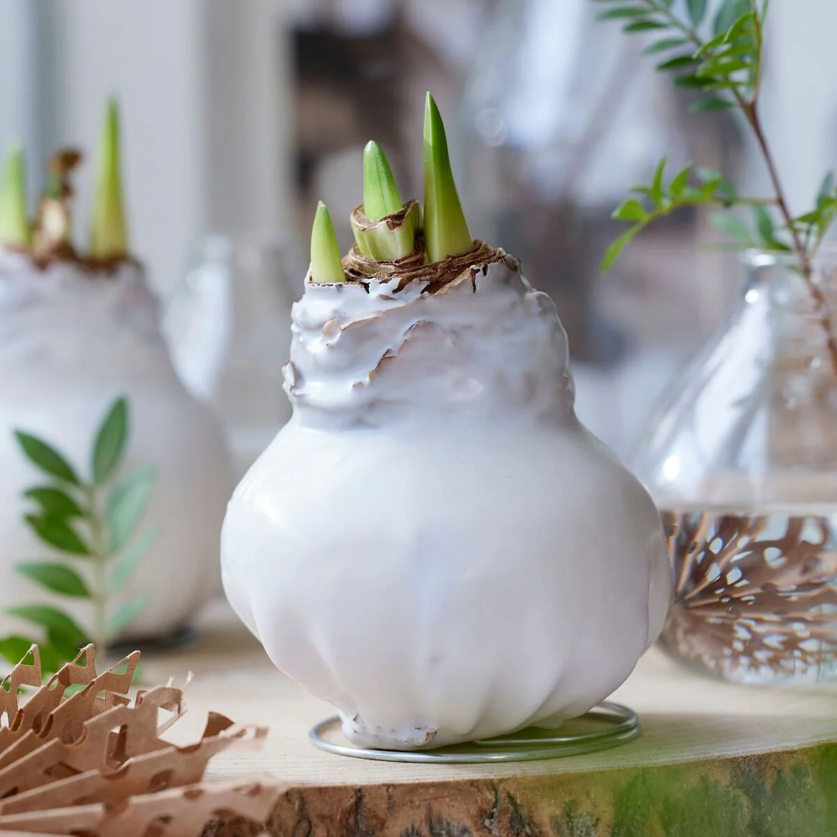 Schwarz-Weißer Amaryllis-Mix, 3 Zwiebeln - Image 3