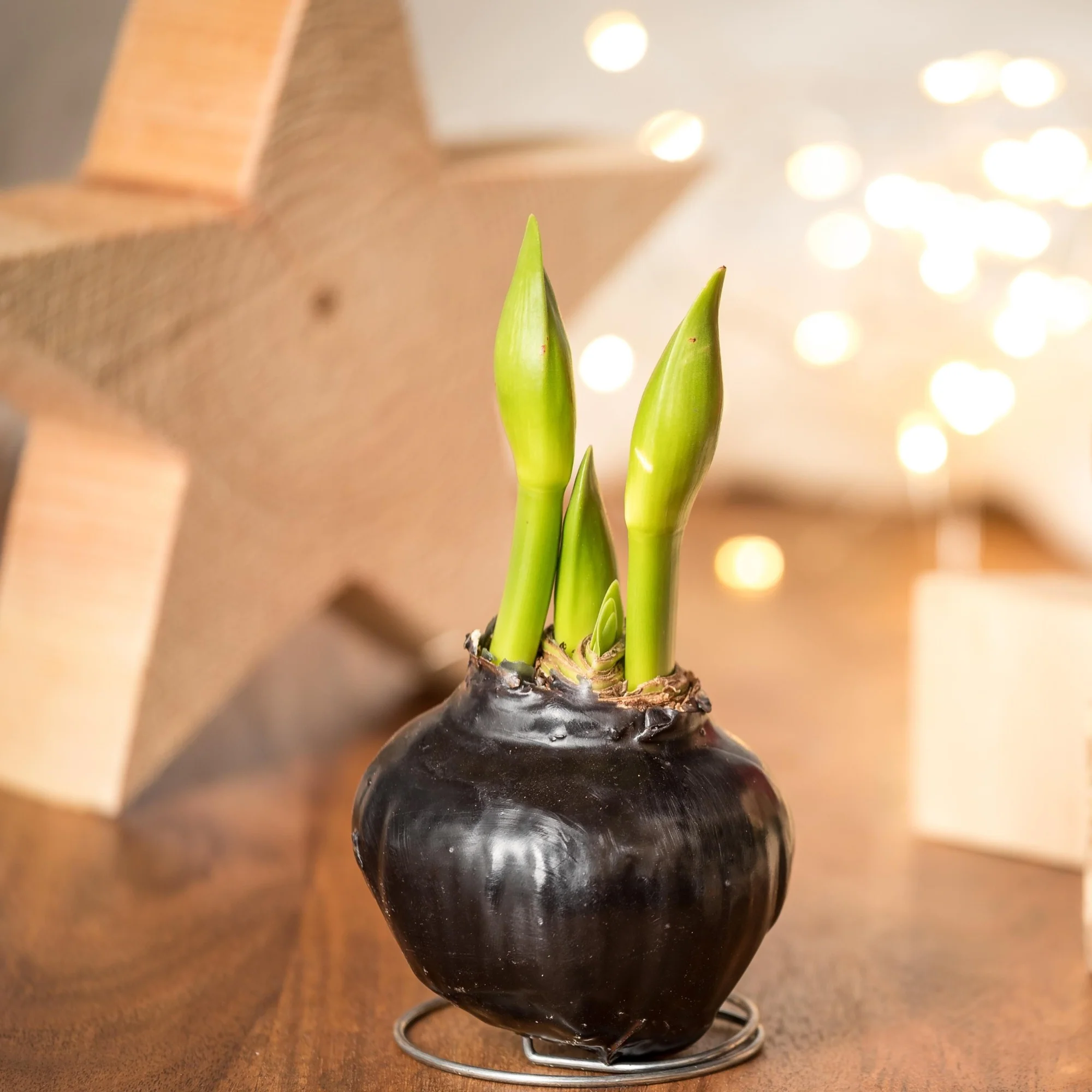 Schwarz-Weißer Amaryllis-Mix, 3 Zwiebeln - Image 4