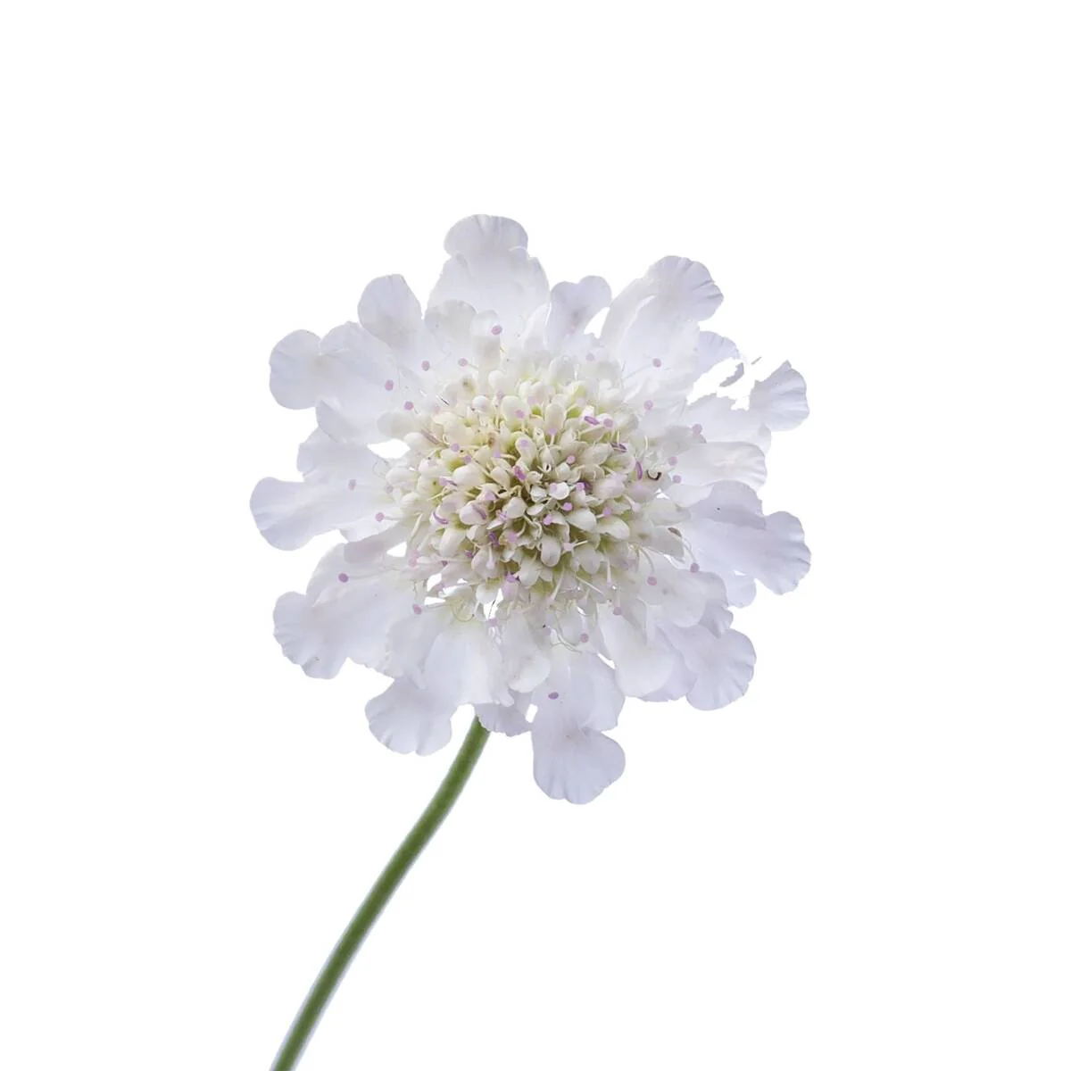 Skabiose - Image 11