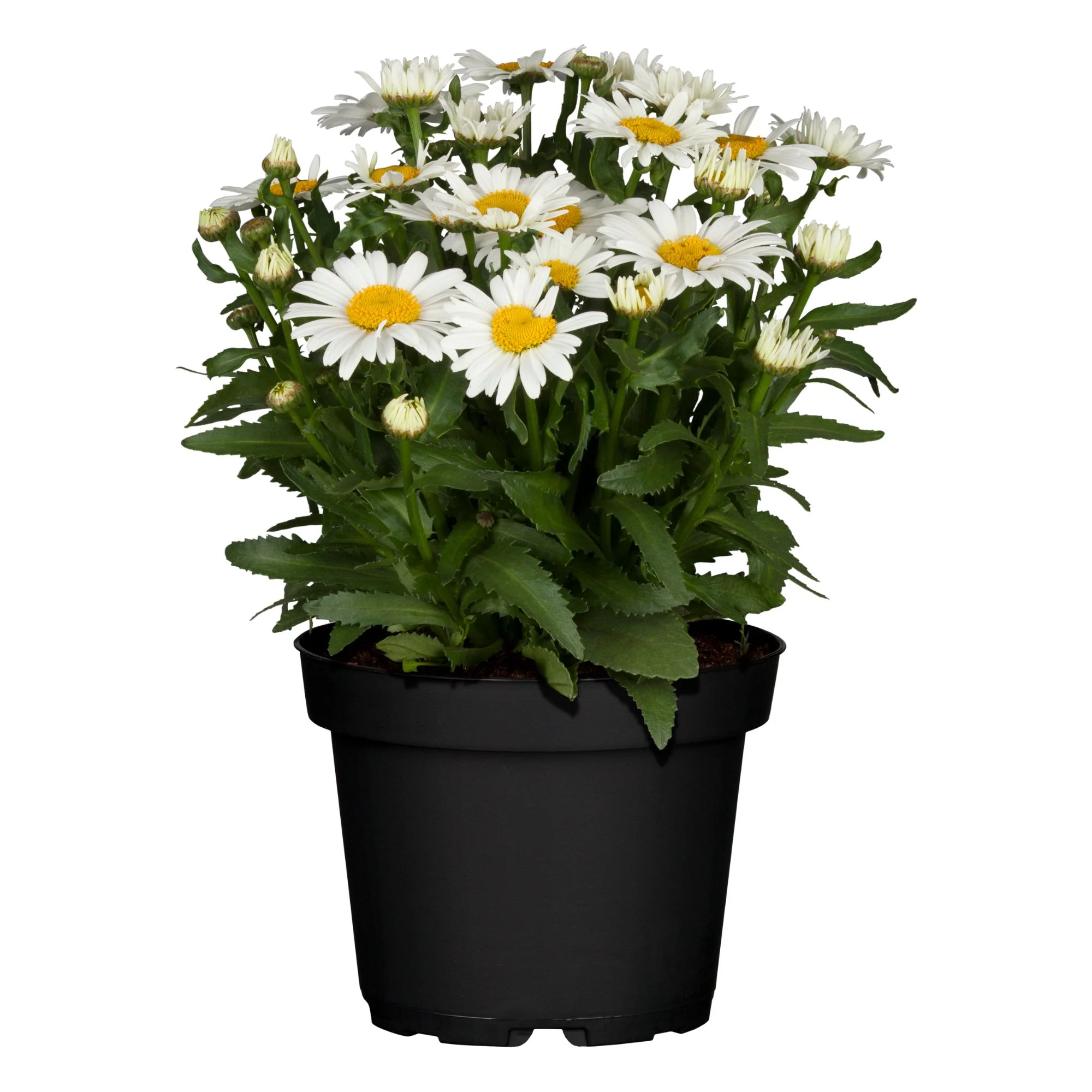 Sommer Margerite - Image 2