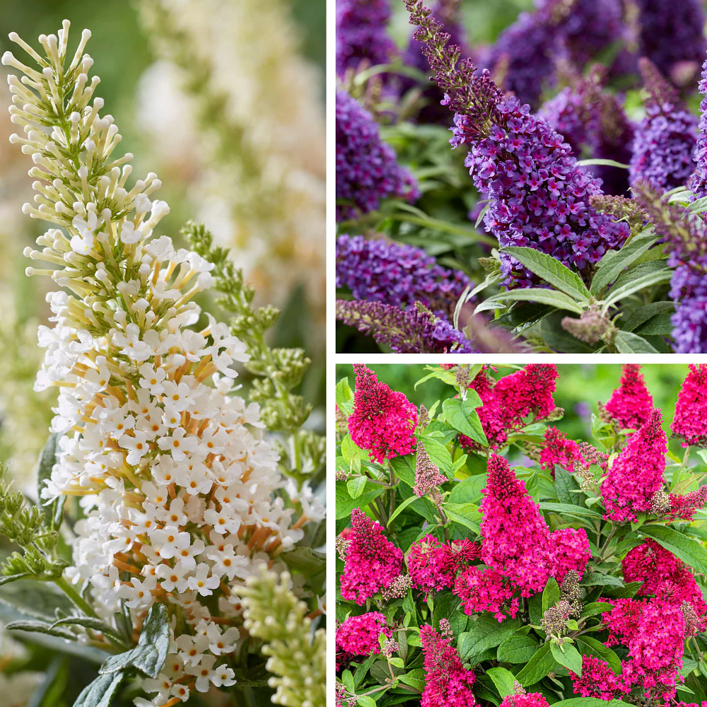 Sommerflieder®, 3 Pflanzen