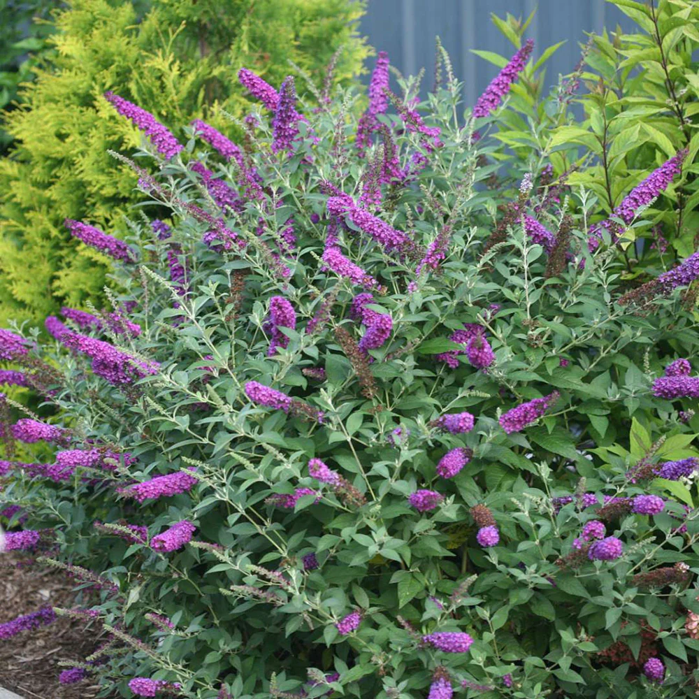 Sommerflieder 'Davidii'