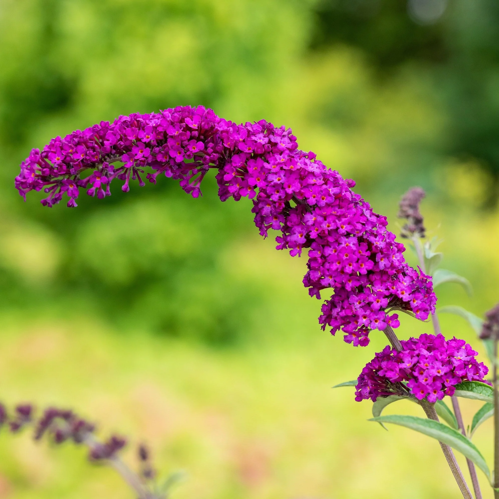 Sommerflieder 'Royal Red'