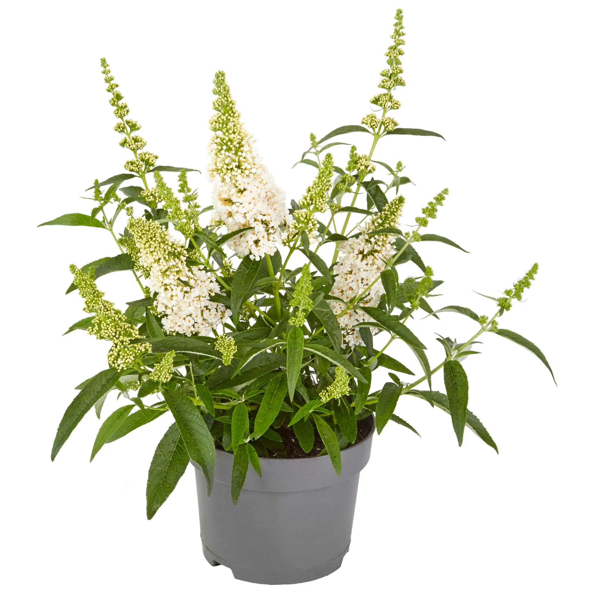 Sommerflieder 'Summer Kids® Marie' - Image 2