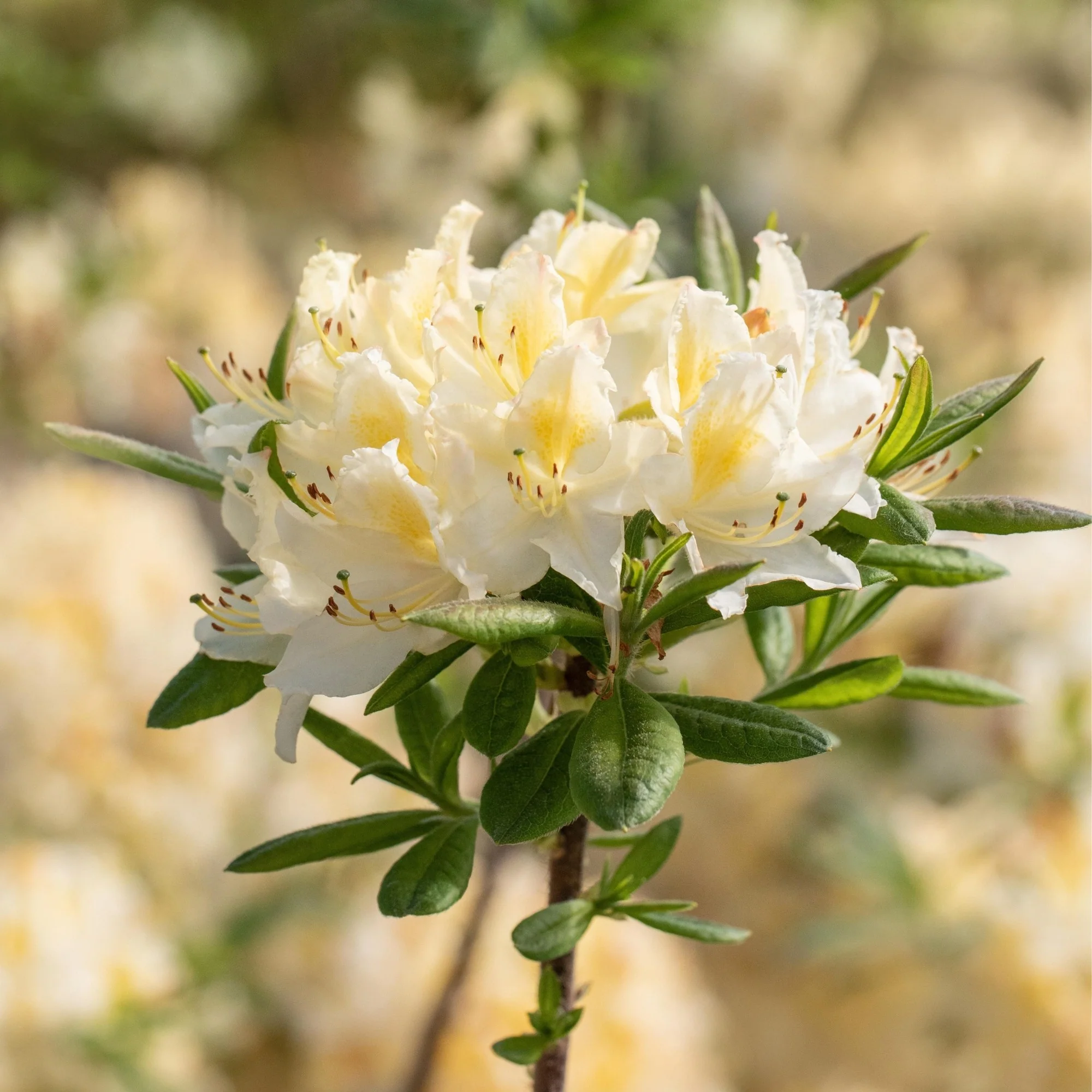 Sommergrüne Azalee 'Daviesii'