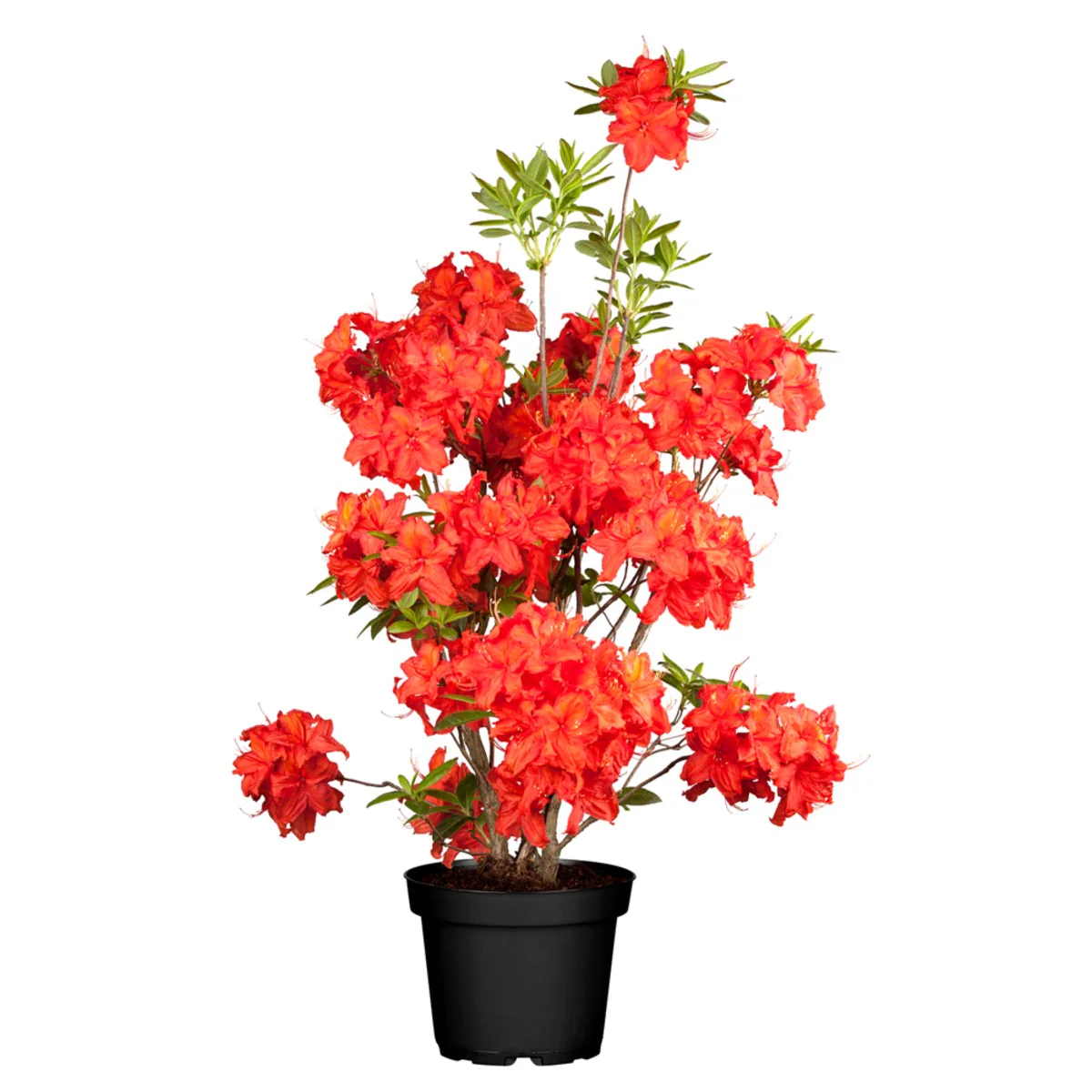 Sommergrüne Azalee 'Parkfeuer' - Image 3