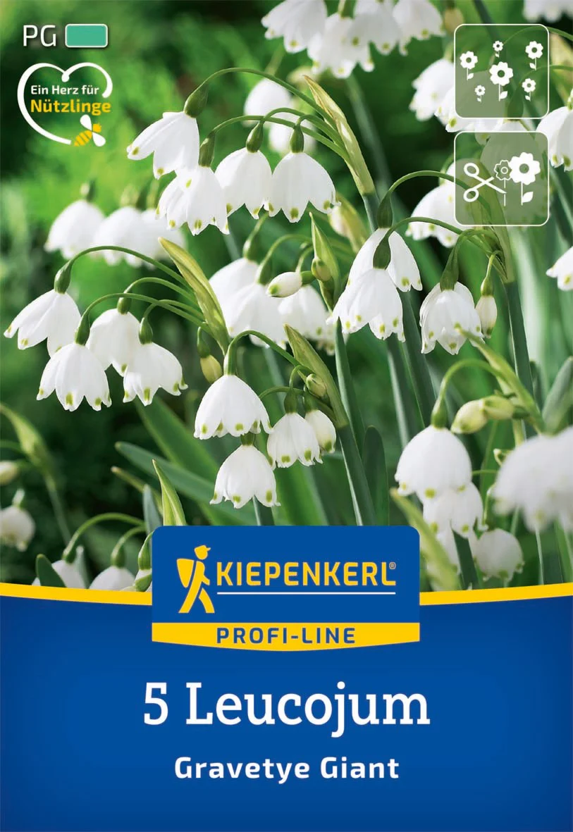 Sommerknotenblume 'Gravetye Giant', 5 Zwiebeln