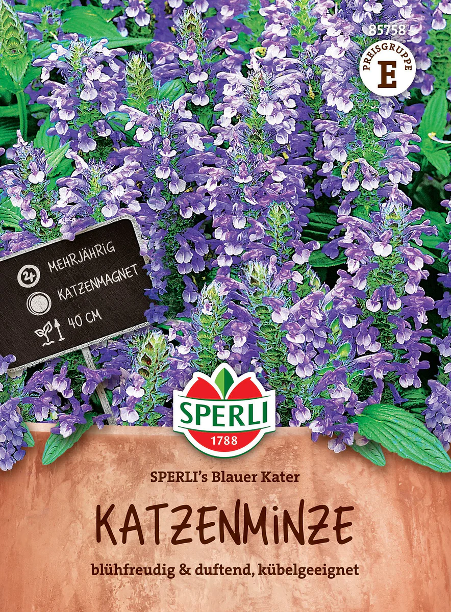 SPERLI Katzenminzen-Samen 'Blauer Kater'