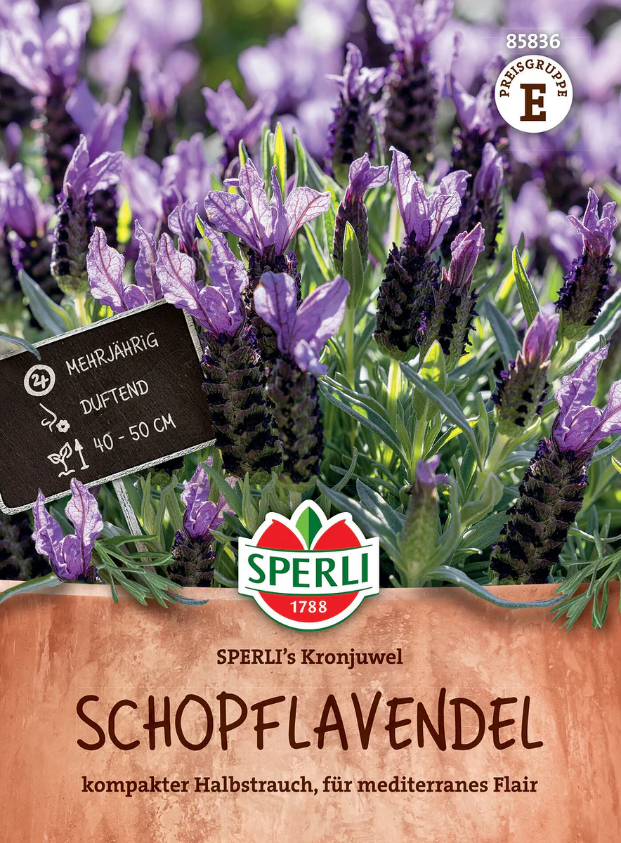 SPERLI Schopflavendel-Samen 'Kronjuwel'