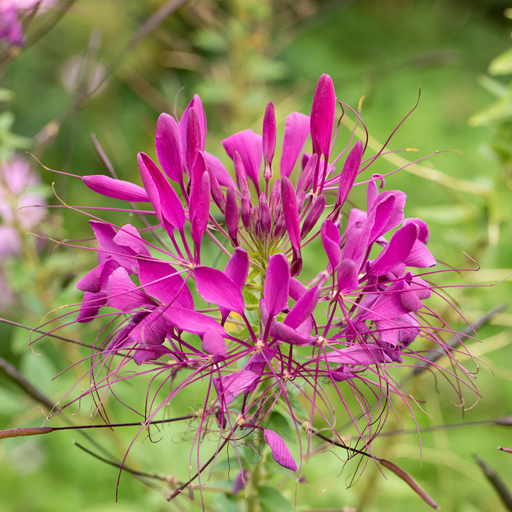 Spinnenblume