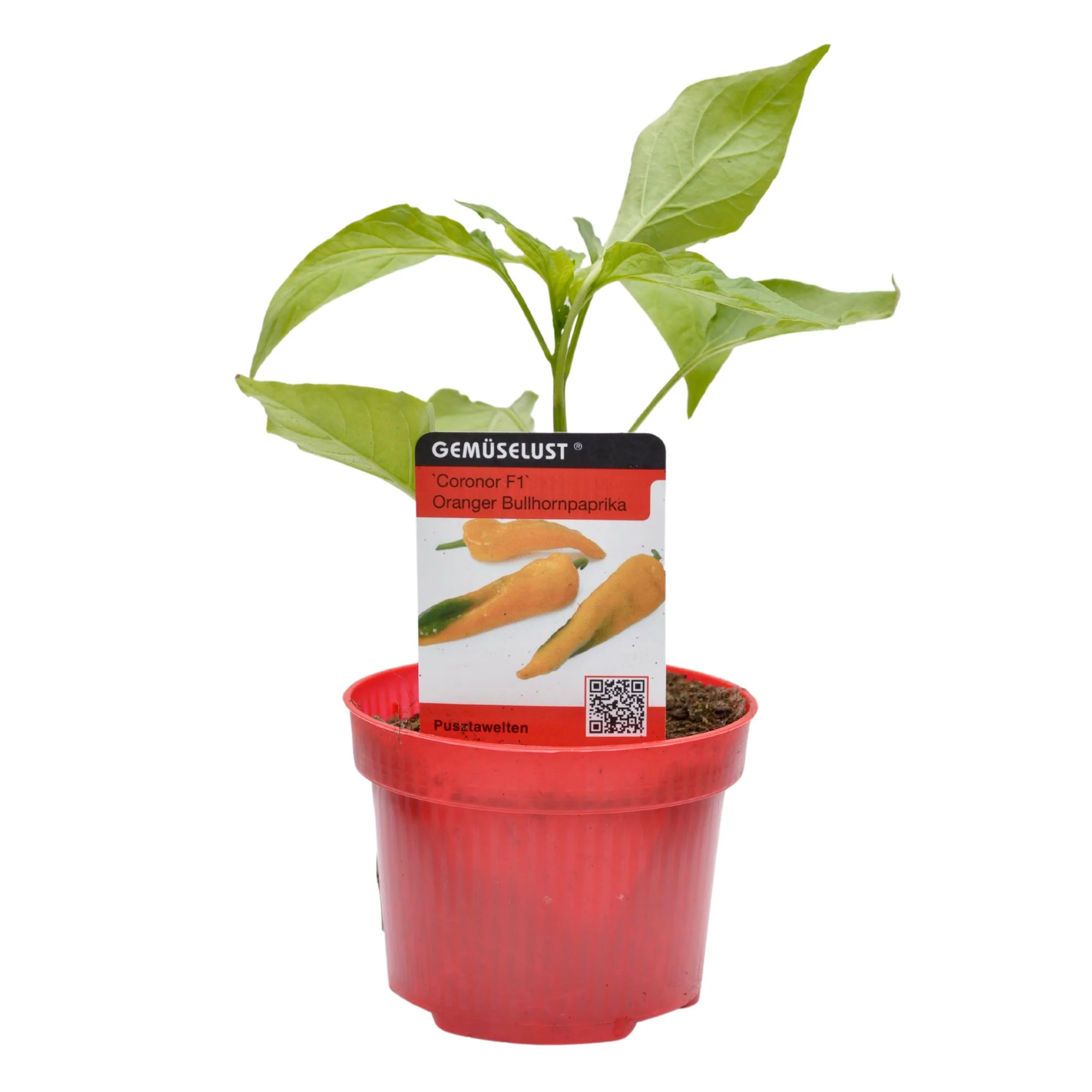 Spitzpaprika 'Coronor', F1 - Image 2