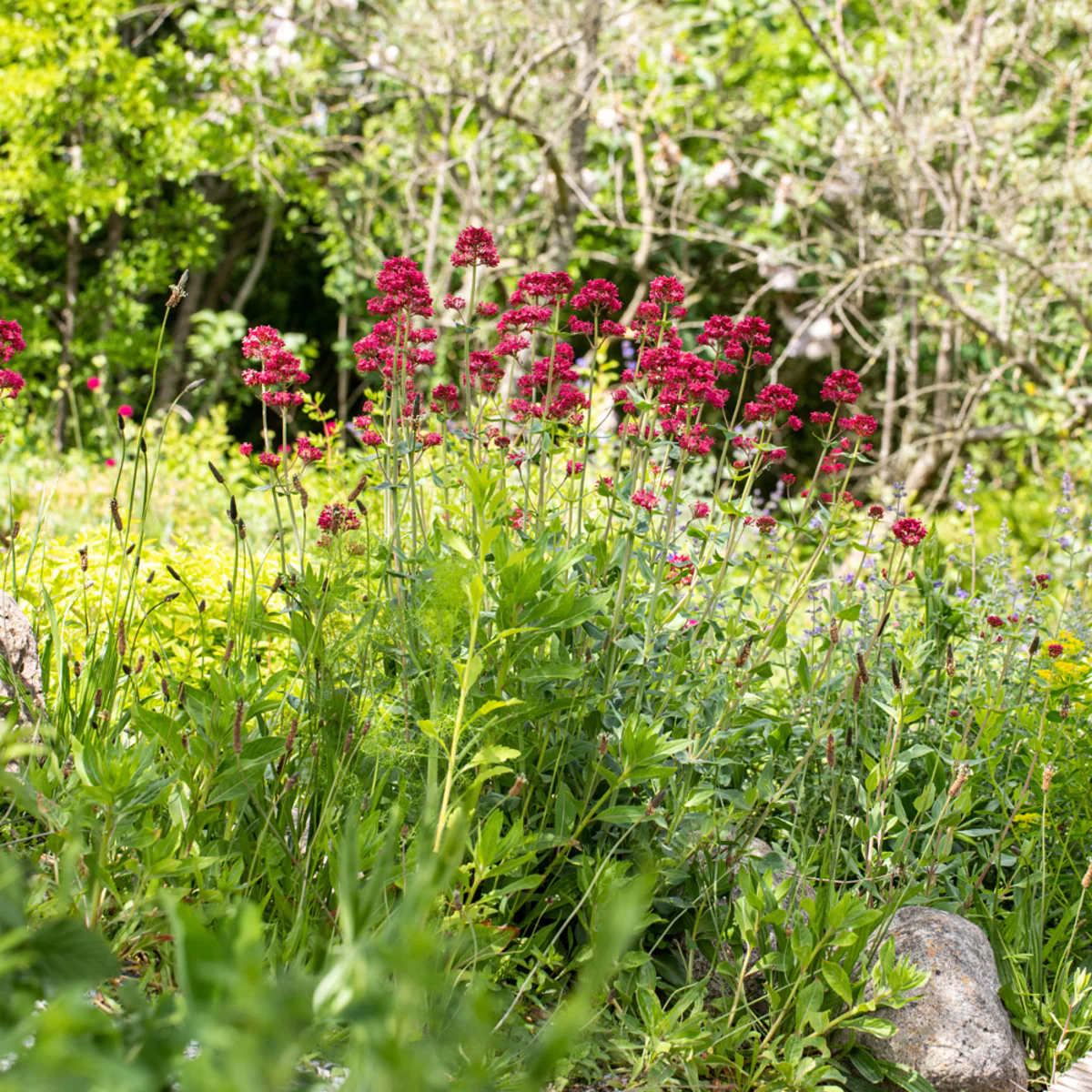 Spornblume 'Coccineus'