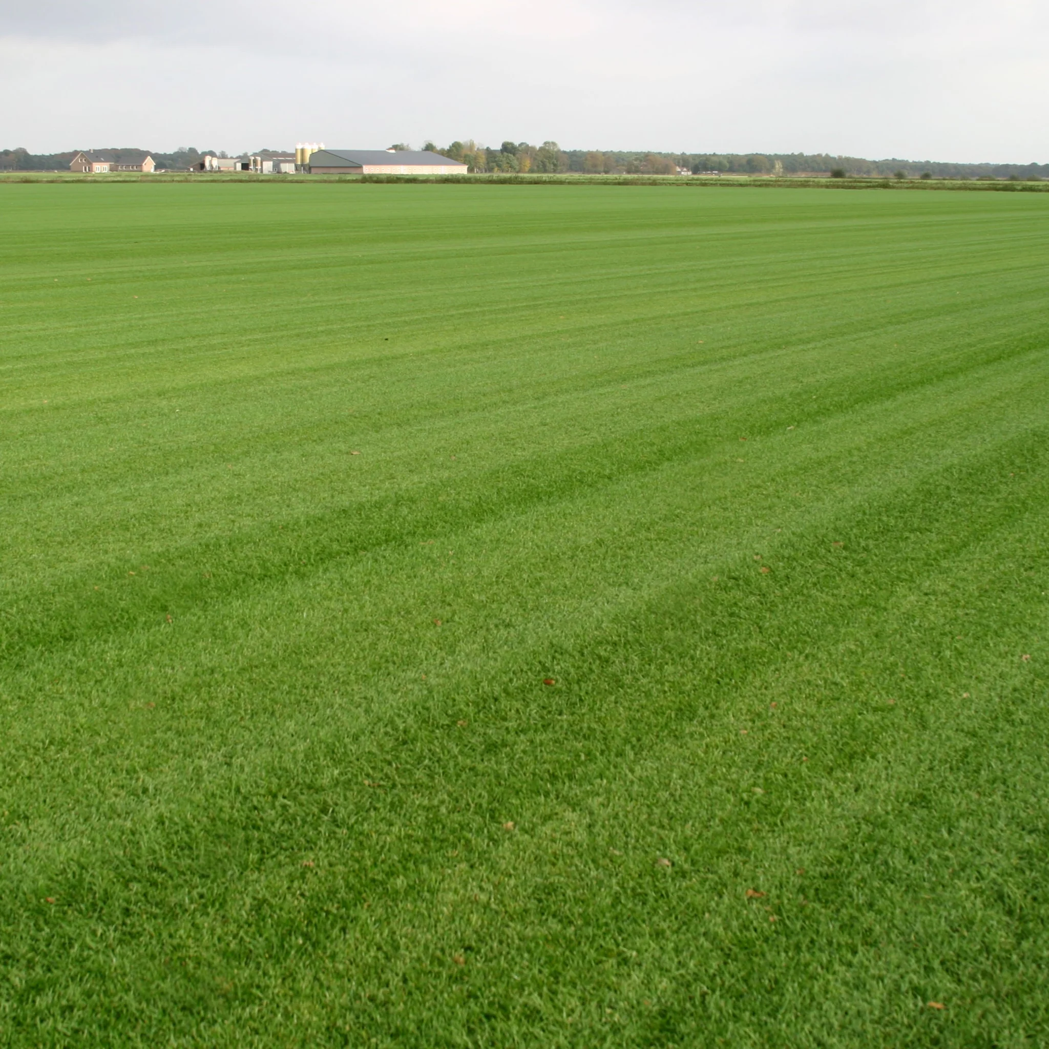 Rollrasen Sport & Spiel - Image 5