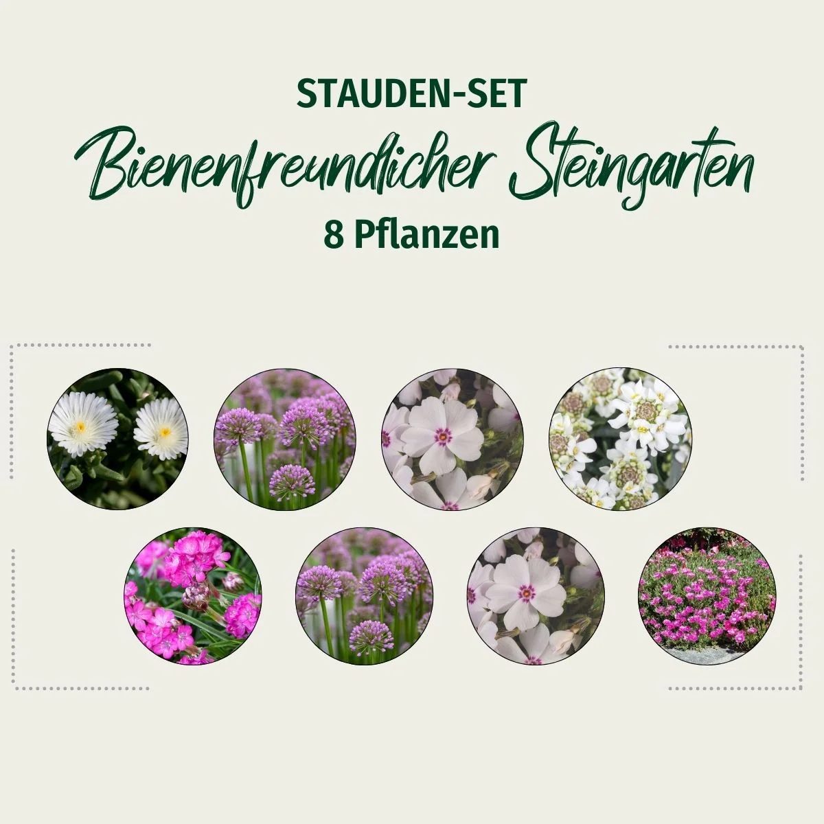 Stauden-Set "Bienenfreundlicher Steingarten" - Image 2