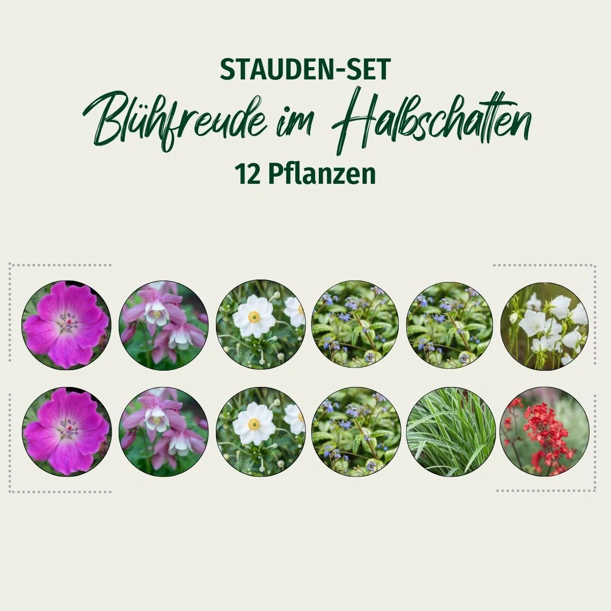 Stauden-Set "Blühfreude im Halbschatten" - Image 2