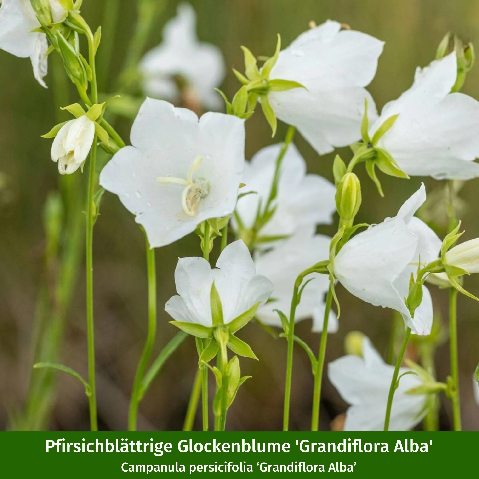 Staudenbeet "Wildstauden für die Sonne" - Image 9