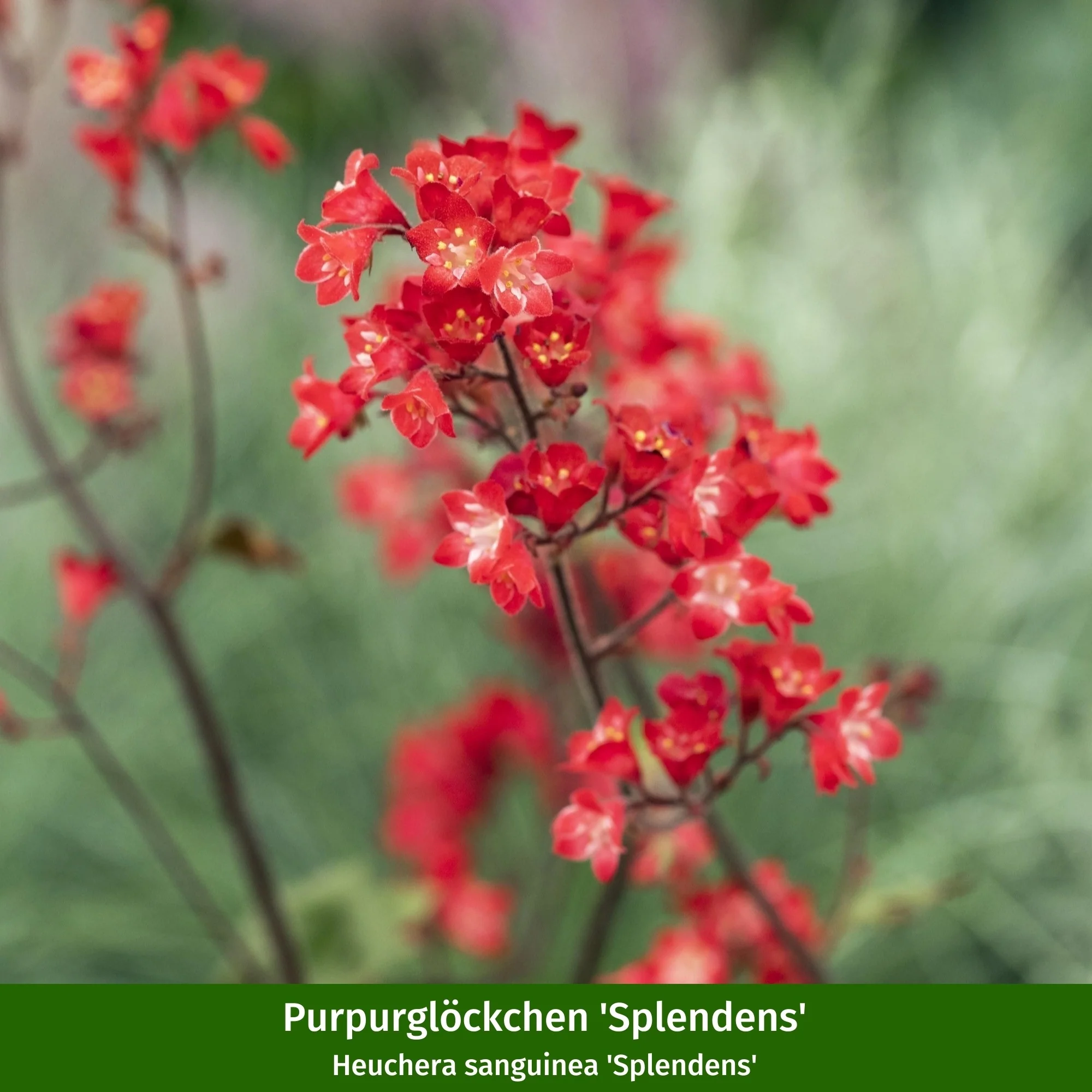 Gräser- und Staudenbeet "Schattenglück" - Image 8