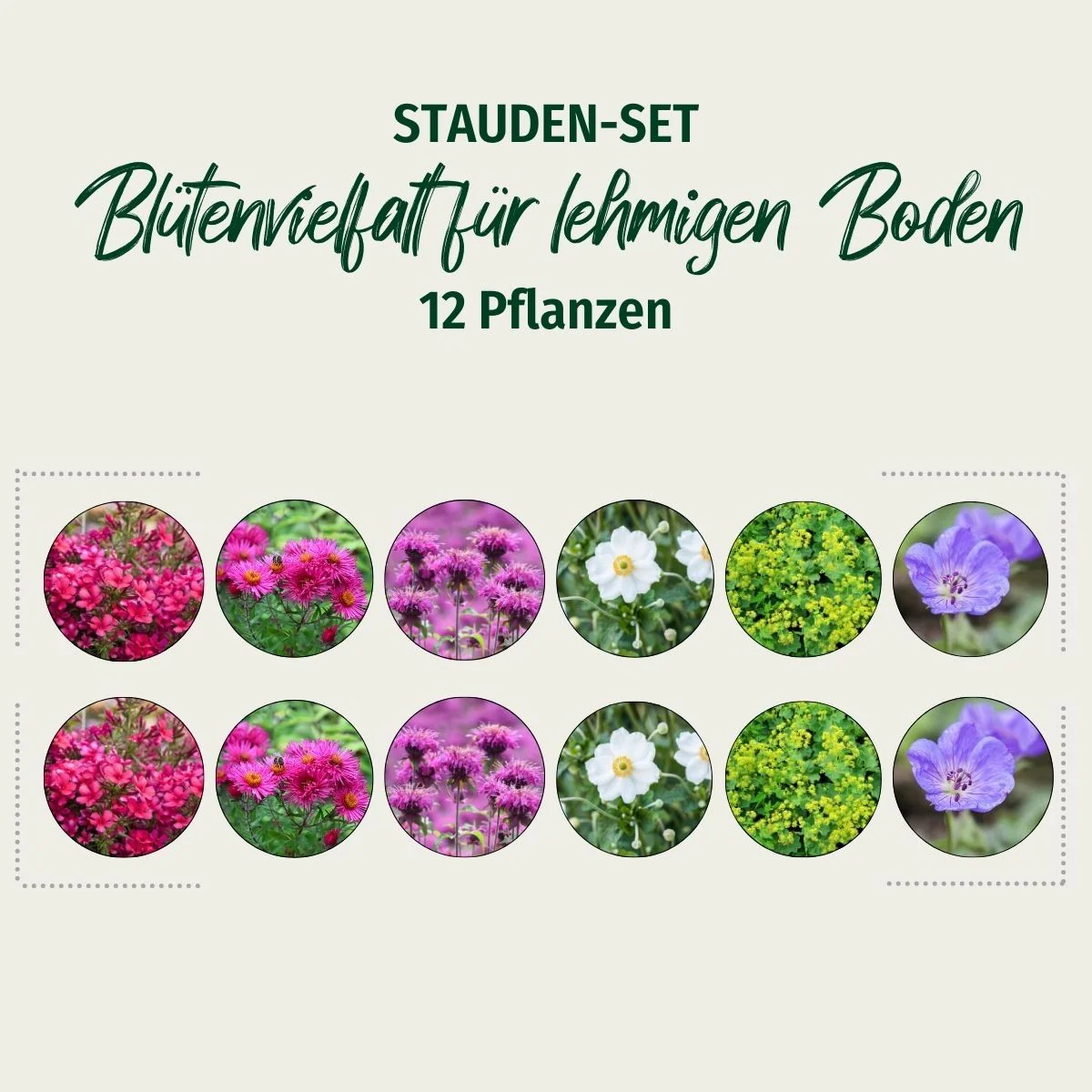 Stauden-Set "Blütenvielfalt für lehmigen Boden" - Image 2