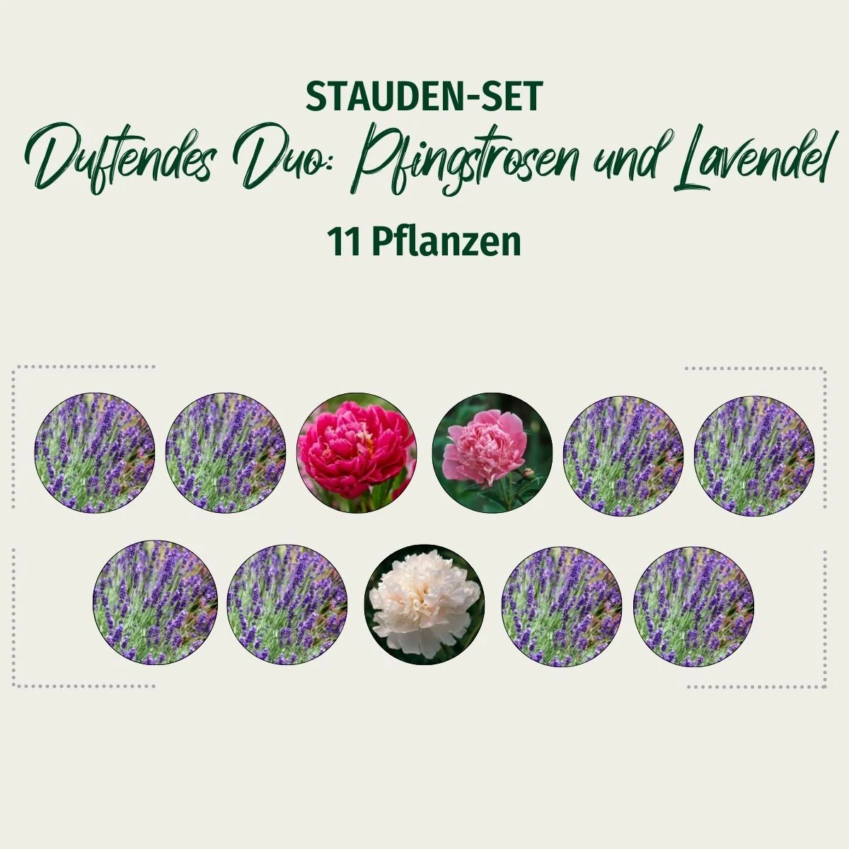 Stauden-Set "Duftendes Duo: Pfingstrosen und Lavendel" - Image 2