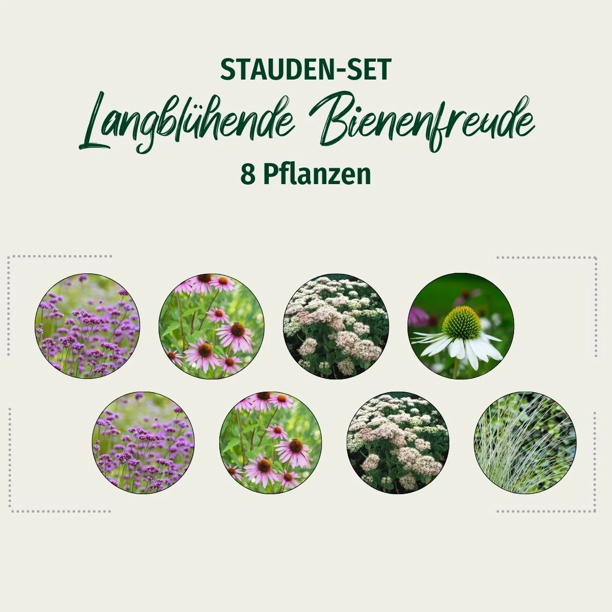 Stauden-Set "Langblühende Bienenfreude" - Image 2