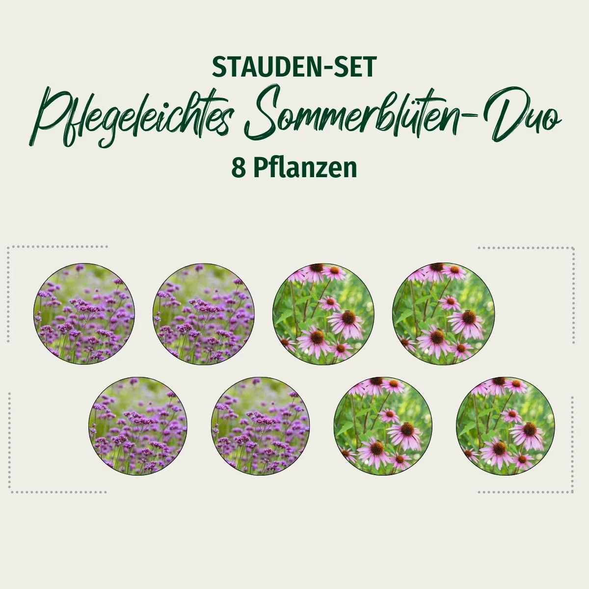 Stauden-Set "Pflegeleichtes Sommerblüten-Duo" - Image 2
