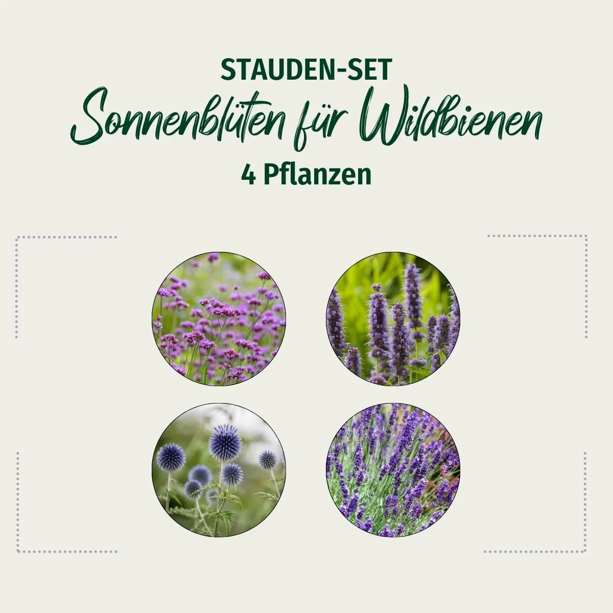 Stauden-Set "Sonnenblüten für Wildbienen" - Image 2