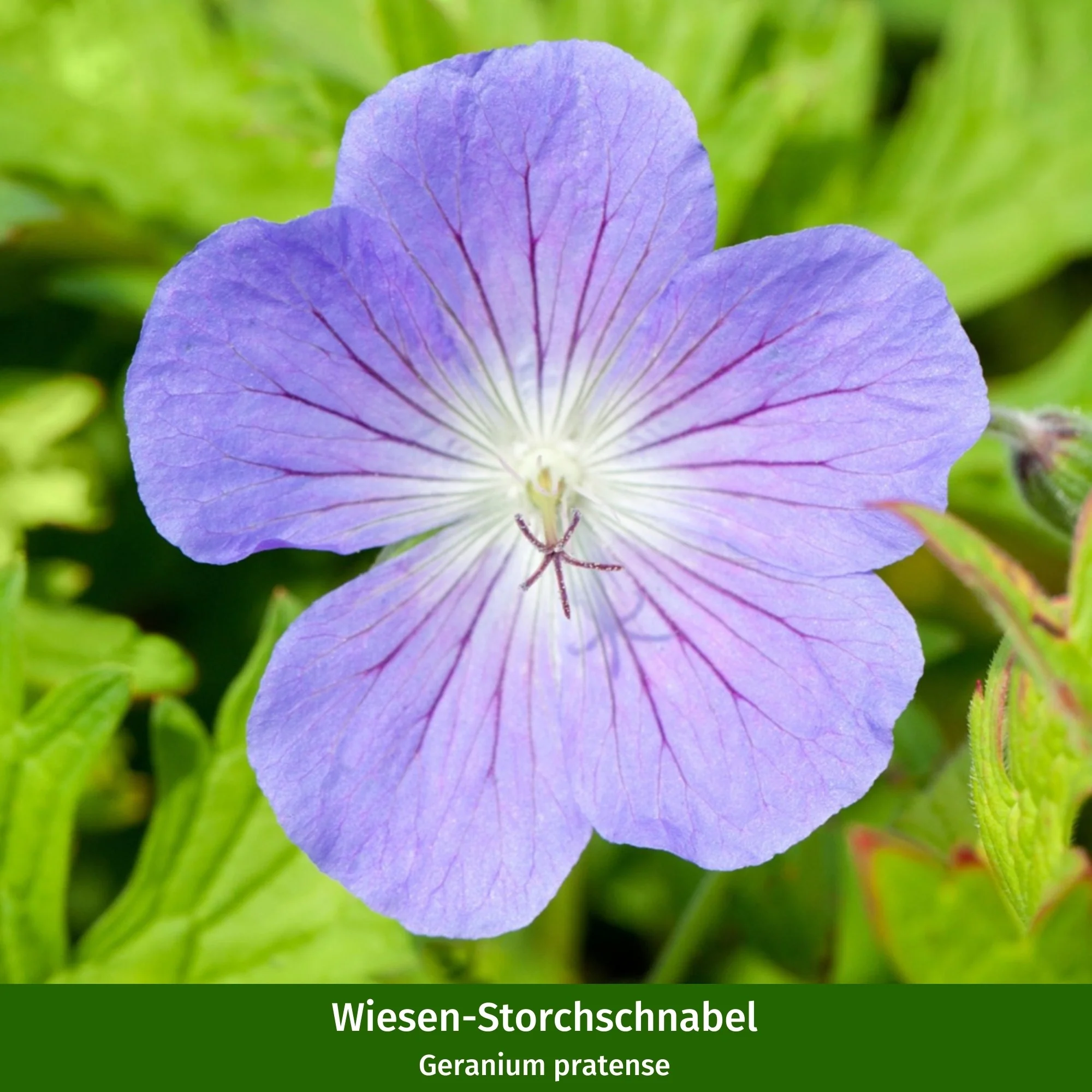 Staudenbeet "Allwetter-Beet" - Image 14