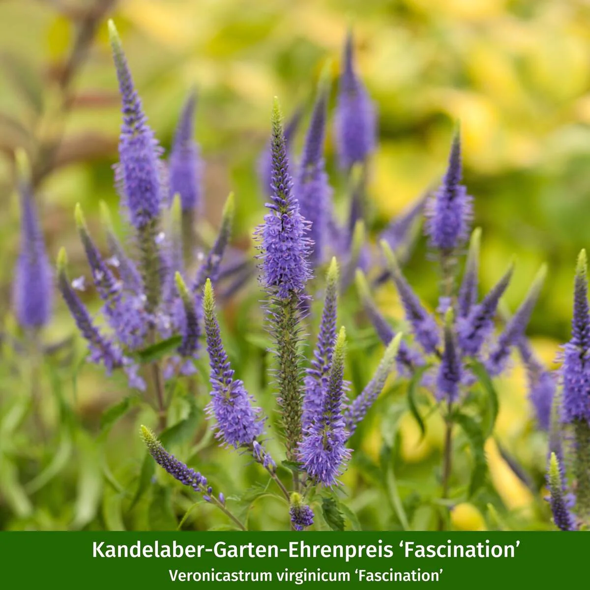 Staudenbeet "Bunter Sonnenanbeter" - Image 6