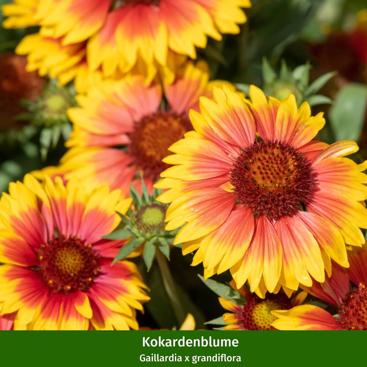 Staudenbeet "Endlose Blütenfreude" - Image 10