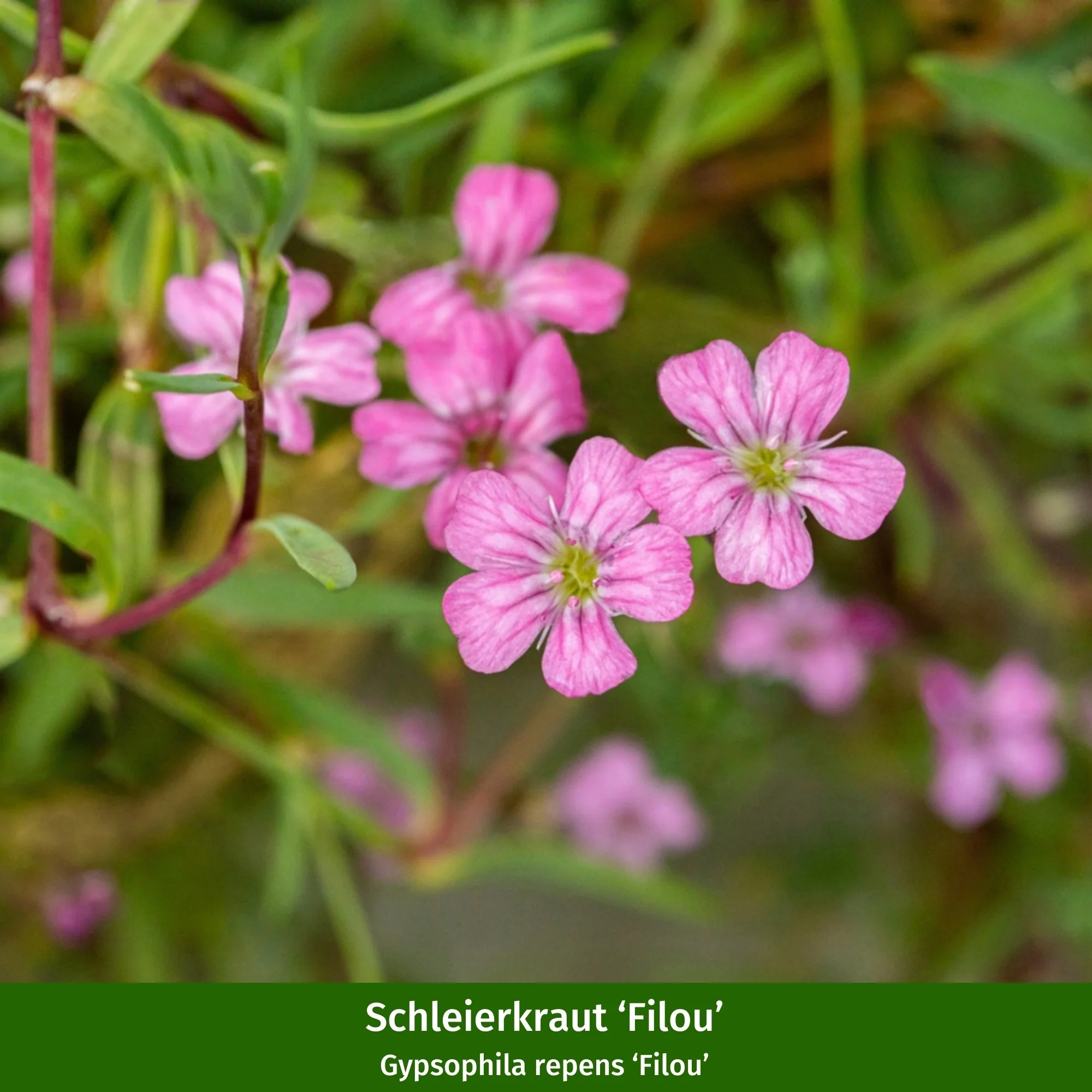 Staudenbeet "Endlose Blütenfreude" - Image 11