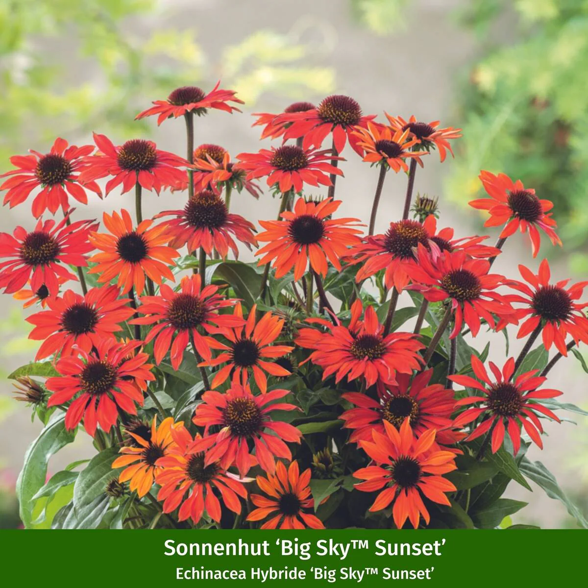 Staudenbeet "Flammende Sommerliebe" - Image 11