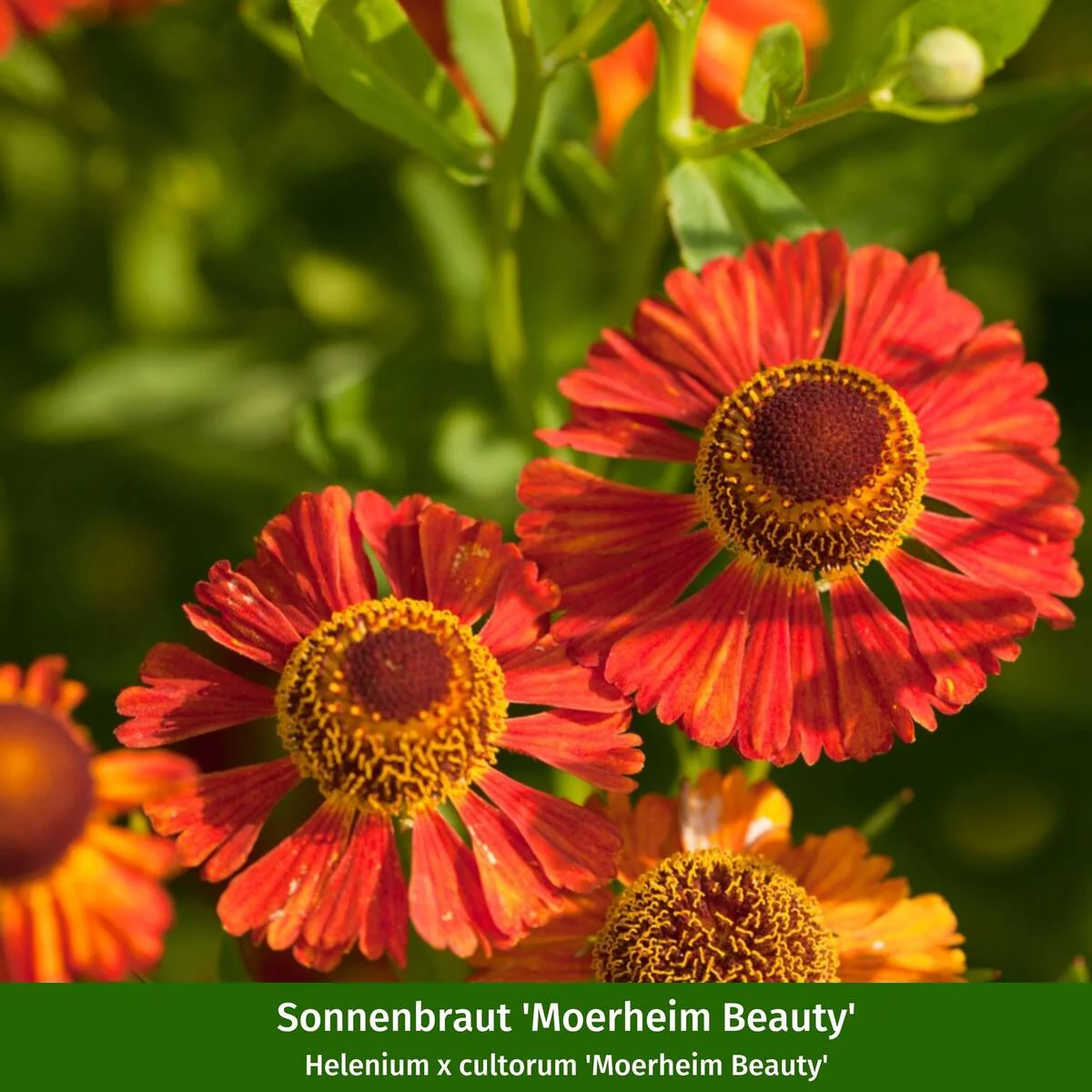 Staudenbeet "Flammende Sommerliebe" - Image 5
