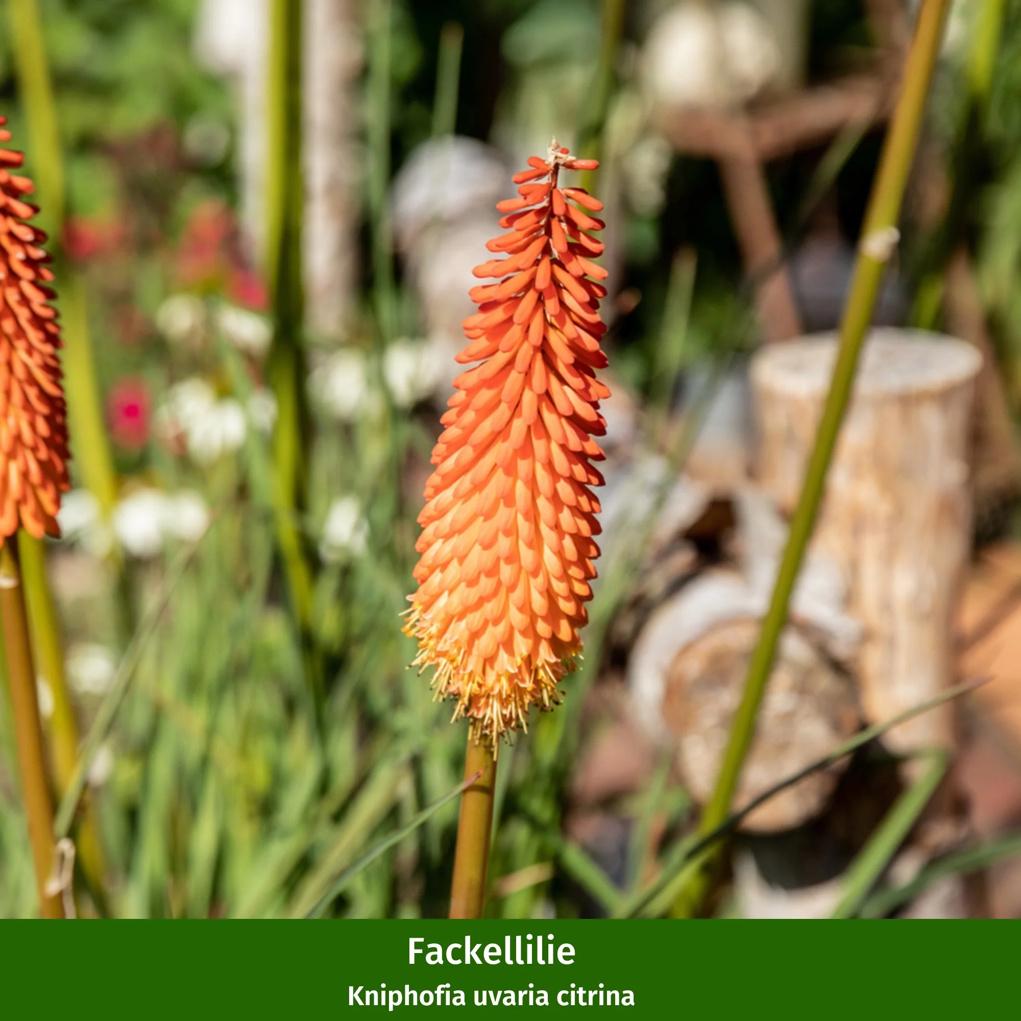 Staudenbeet "Flammende Sommerliebe" - Image 9